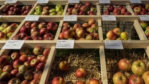 Die bekanntesten Apfelsorten und ihre Verwendung