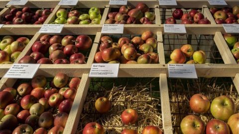 Saftige Äpfel liegen ordentlich in Holzboxen ausgestellt, um ihre verschiedenen Sorten auf einem Markttisch zu präsentieren.
