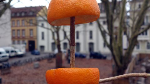 Zwei halbe Orangenschalen hängen an einem Stock, während Vögel im städtischen Hintergrund nach Futter suchen.