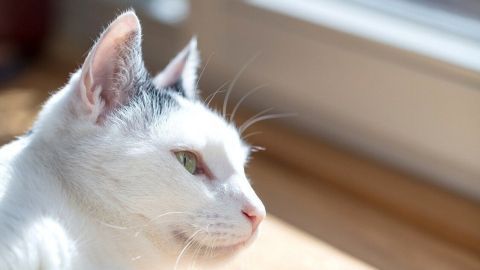 Eine graue und weiße Katze liegt entspannt auf einem Holzboden und genießt das Sonnenlicht durch ein Fenster.