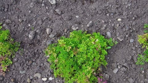 Eine grüne Salatpflanze wächst im Boden, umgeben von dunklem Erdreich und kleinen Steinen, um Schnecken fernzuhalten.