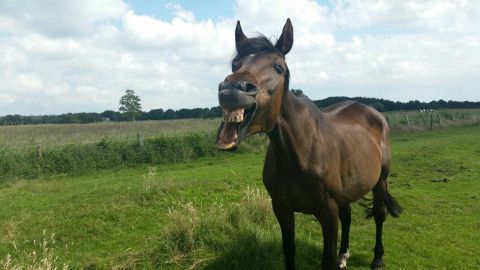 Ein Pferd steht auf einer Wiese und gähnt, umgeben von grünem Gras und unter einem klaren, wolkigen Himmel.