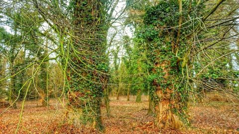 Zwei von Efeu überwucherte Bäume stehen in einem ruhigen Wald, während das Laub am Boden sanft leuchtet.