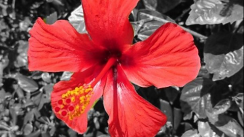 Ein leuchtend roter Hibiskus blüht inmitten grüner Blätter, schafft eine lebendige Urlaubsatmosphäre.