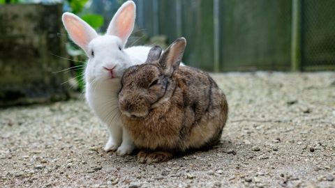Zwei Kaninchen, ein weißes und ein getigertes, kuscheln eng zusammen in einer sandigen Umgebung.