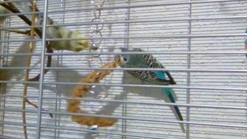 Ein Vogelkäfig mit mehreren Wellensittichen, die an einer Hirsehalterrung fressen, umgeben von einem schlichten Hintergrund.