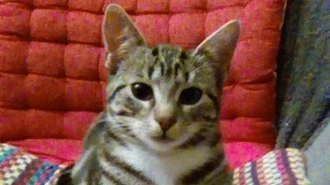 Eine Katze liegt entspannt auf einem bunten Kissen, umgeben von einem gemütlichen Raum mit einem roten Rückenkissen.