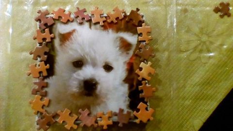 Ein Bild eines niedlichen, weißen Welpen ist von Puzzleteilen umrahmt und liegt auf einer grünen Unterlage.