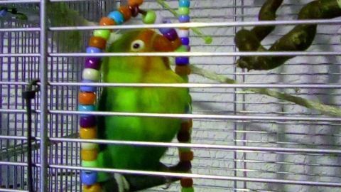 Zwei bunte Vögel schwingen fröhlich an einer Schaukel aus Perlen in ihrem Käfig. Der Käfig ist hell und sauber.