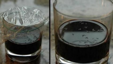 Diese einfache Fruchtfliegenfalle zeigt, wie du mit etwas Essig und Frischhaltefolie lästige Obstfliegen fangen kannst. Die Fliegen werden vom Essiggeruch angezogen und gelangen kaum heraus. Ideal für die Küche! Ein Glas, das als Fruchtfliegenfalle dient, enthält dunkle Flüssigkeit. Links ist es mit Frischhaltefolie abgedeckt.