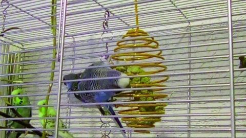 Eine Wellensittich spielt mit einer Futterspirale in einem Käfig, umgeben von anderen Vögeln, die auf Ästen sitzen.