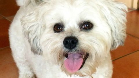 Ein fröhlicher, weißer Hund steht auf dem Boden und schaut mit offenem Mund und wedelndem Schwanz, bereit für Gesellschaft.