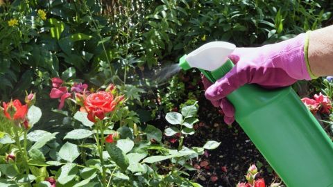 Eine Hand mit einem grünen Sprühbehälter besprüht Rosen, um Blattläuse effektiv loszuwerden. Im Hintergrund blühen weitere Rosen.