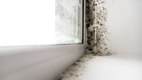 Schimmel breitet sich an der Fensterbank aus, sichtbar in einem hellen Raum mit natürlichem Licht.