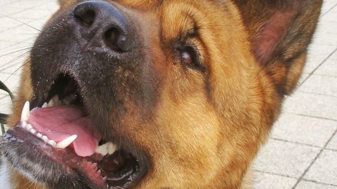 Ein Hund mit freundlichem Gesichtsausdruck schaut neugierig nach oben, während er in einem urbanen Umfeld steht.