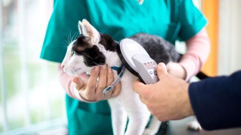 Ein Tierarzt untersucht eine schwarz-weiße Katze mit einem Scanner, um herauszufinden, ob sie vermisst ist.