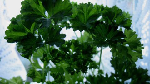 Frische Petersilie wächst üppig im Sonnenlicht, bereit zur Verwendung als aromatisches Küchengewürz in der Küche.