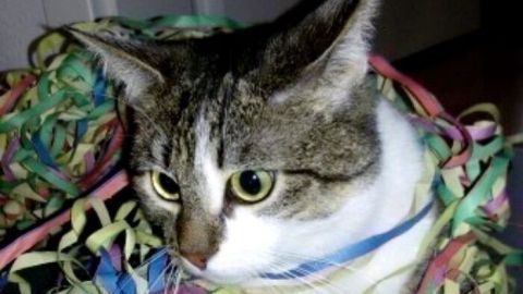 Eine Katze ist in bunten Bändern gefangen und schaut neugierig, während sie sich im Wohnzimmer entspannt.