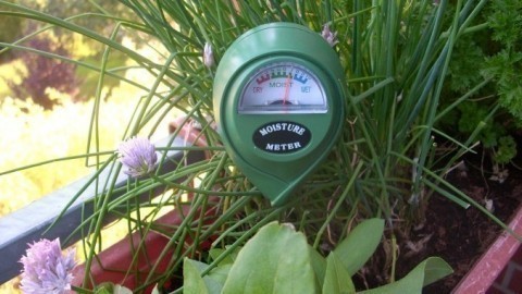 Feuchtigkeitsmesser: Balkonpflanzen optimal gießen
