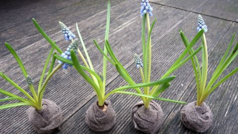 Hyazinthen- oder Tulpenzwiebeln in Gartenwolle