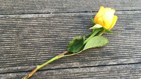 Eine verblühte gelbe Rose liegt auf einem holzernen Untergrund, bereit für das Züchten neuer Rosen.