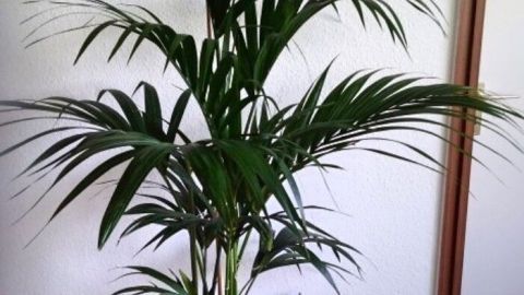 Eine große grüne Pflanzenblätter stehen auf einem Holzfußboden, umgeben von einer hellen Wand und einem Gemälde.
