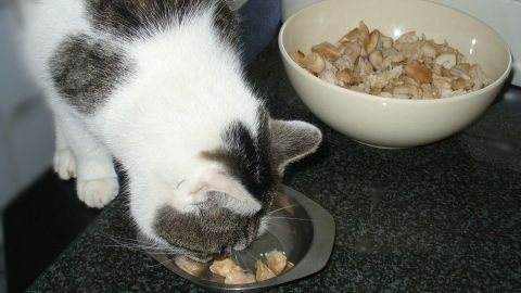 Katzenleckerchen: Hähnchen-/Putenbrustwürfel in Kokosfett