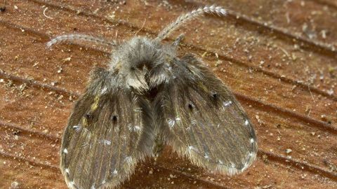 Schmetterlingsmücken: Quelle finden und Larven bekämpfen