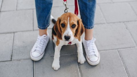 Ein Beagle sitzt an der Leine zwischen den Beinen einer Person, die in lässigen Jeans und Sneakers steht.