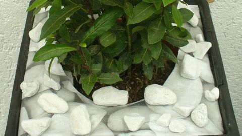 Ein großer Blumentopf mit einer Pflanze in der Mitte, dekorativ umgeben von weißen Kiessteinen, die den Leerraum ausfüllen.