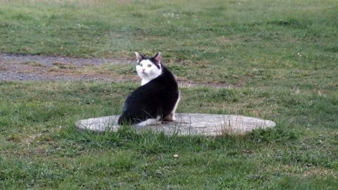 Ein schwarzer und weißer Kater sitzt auf einer grauen Platte inmitten eines grünen Rasens und schaut aufmerksam umher.
