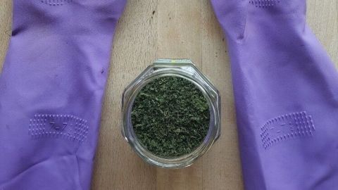 Getrocknete Brennnesselblätter liegen in einem Glas, während lila Gummihandschuhe bereit zum Zerreiben sind.