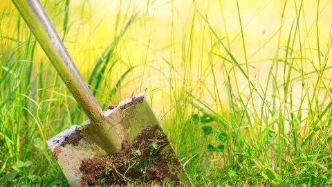Eine Schaufel gräbt in das grüne Gras, was auf eine potenzielle Grasmilben-Befall hinweisen könnte.