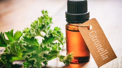 Ein braunes Fläschchen mit Citronella-Öl steht neben grünen Blättern auf einem Holzuntergrund, ideal gegen Stechmücken.
