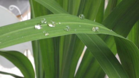 Grüne Pflanzenblätter mit Wassertropfen reflektieren Licht im Innenraum, umgeben von Erde und anderen Blättern.