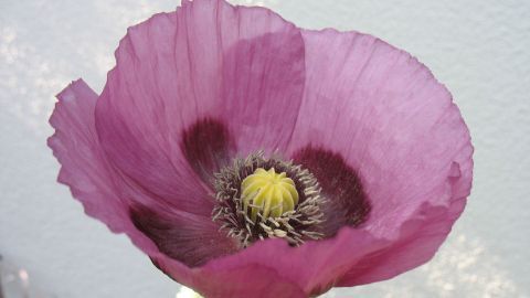 Eine Mohnblume in sanften Rosa- und Lilatönen blüht offen mit gelbem Staubgefäß, umgeben von einer hellen, unscharfen Wand.