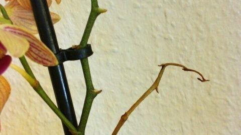 Eine Orchidee mit blühenden Trieben steht aufrecht in einem Raum, umgeben von heller Wandfarbe, und zeigt neue Blüten.