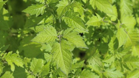Grüne Tomatenblätter sind dicht beieinander im Garten zu sehen, ideal für das Vertreiben von Ameisen.