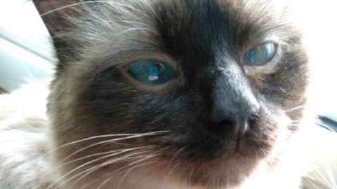 Eine Katze liegt entspannt am Fenster und genießt die warme Sonne, während ihr Fell im Licht schimmert.