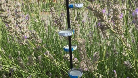 Eine Insektentränke steht in einem Lavendelfeld, mit kleinen Schalen, die Wasser für Insekten anbieten.