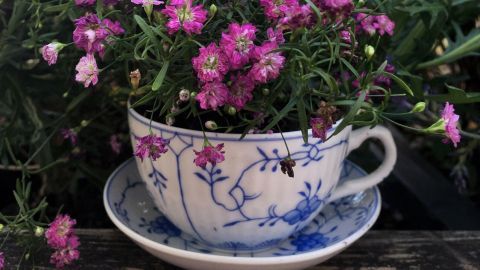 Eine Teetasse mit bunten, lila Blumen steht auf einem Unterteller inmitten grüner Pflanzen auf einem Balkon.