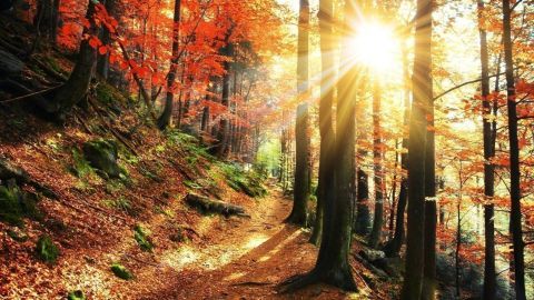 Ein sonnendurchfluteter Waldweg, gesäumt von bunten Herbstblättern, zeigt das einzigartige Wood Wide Web in Aktion.