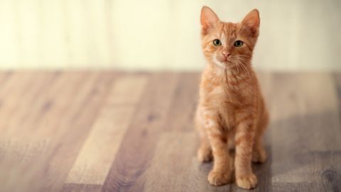 Eine orangefarbene Katze sitzt auf einem Holzboden und schaut neugierig in die Kamera, was sie zu einem potenziellen Kratzer verursacht.