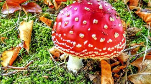 Ein roter Fliegenpilz wächst auf moosbedecktem Boden, umgeben von herbstlichen Blättern im bunten Herbstwald.