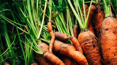 Frische Karotten liegen bunt im Erdreich, bereit für die Erdmiete, um nach der Ernte zu lagern.