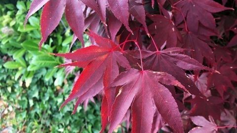 Rote Herbstblätter vermehren sich leuchtend an einemStrauch, umgeben von grünen Blättern und Herbstvegetation.