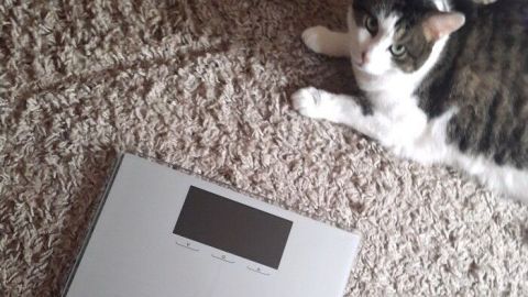 Eine digitale Waage liegt auf einem Teppich, während eine Katze daneben entspannt sitzt und beobachtet.