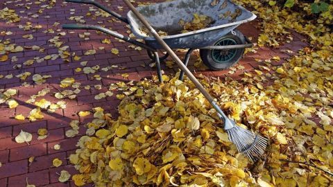 Auf einem gepflasterten Weg liegen gelbe Herbstblätter, während ein Rechen und eine Schubkarre zum Entfernen bereitstehen.