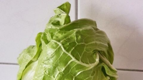 Zuckerhut gibt es nicht im Supermarkt. Man bekommt ihn auf dem Wochenmarkt oder wie ich beim Bio-Bauer.
