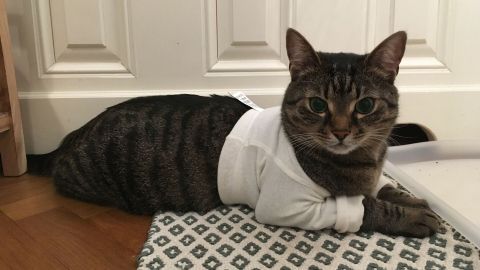 Eine Katze trägt ein weißes Shirt und liegt entspannt auf einem Teppich vor einer Tür in einem gemütlichen Raum.